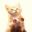 Catdeluxe